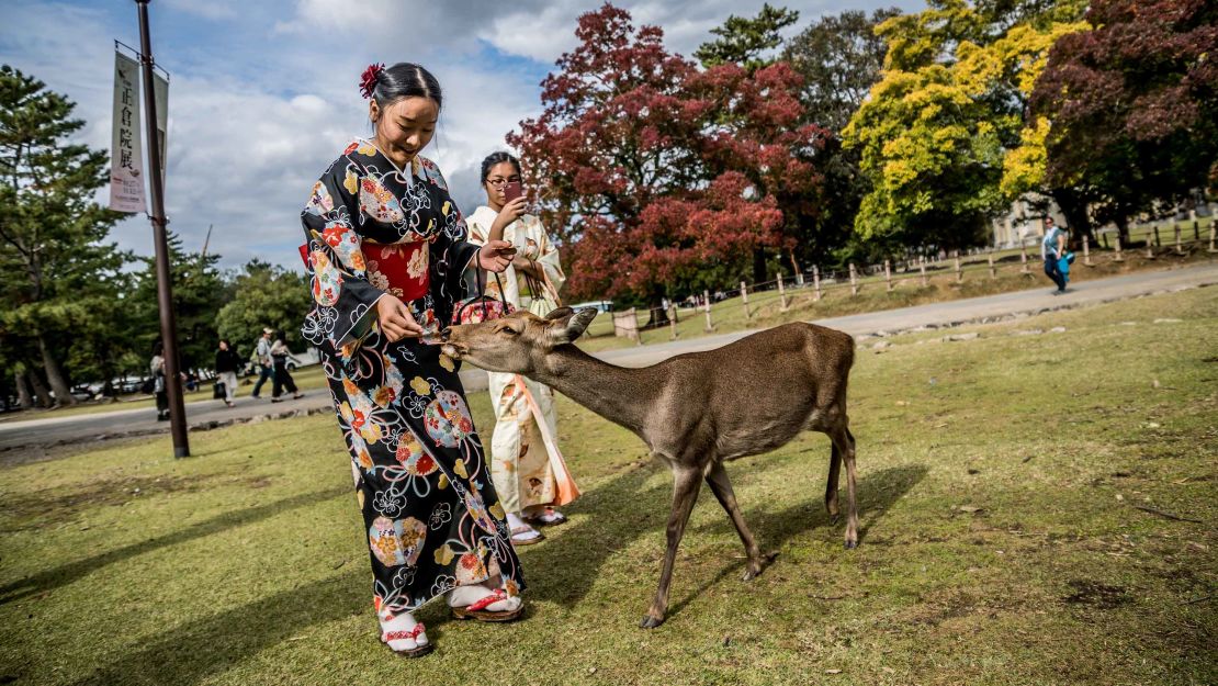 Shika-senbei (special deer rice crackers) are available for tourists to purchase.