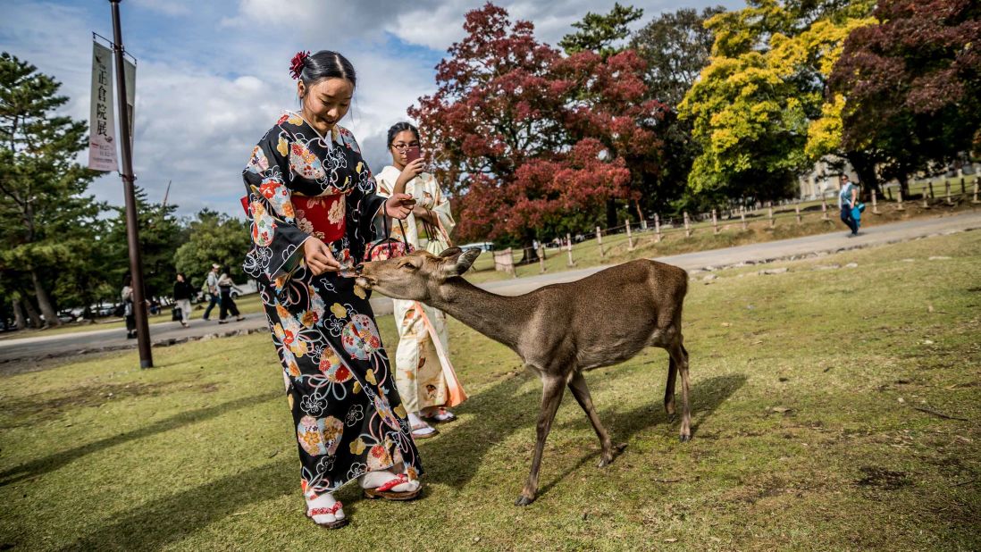 <strong>Photo opp: </strong>Many visitors like to share photos of themselves feeding the deer. 