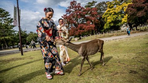 A group that monitors the welfare of the deer in famed Nara Park says several dead deer have been found with plastic in their stomachs.