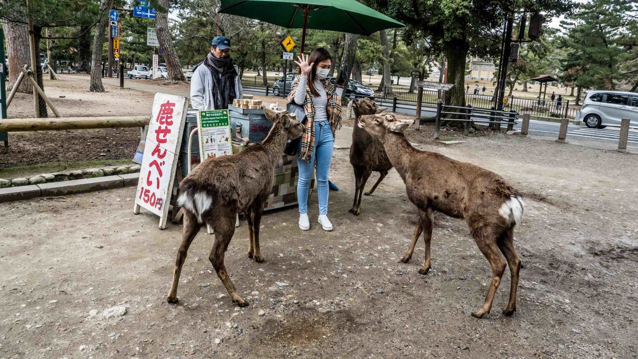 The deer often crowd the vendors, aware that they are the source of their beloved snacks. 