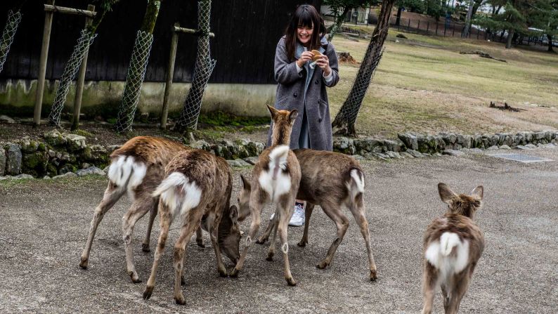 <strong>Snack time:</strong> In search of treats, the animals confidently approach visitors.