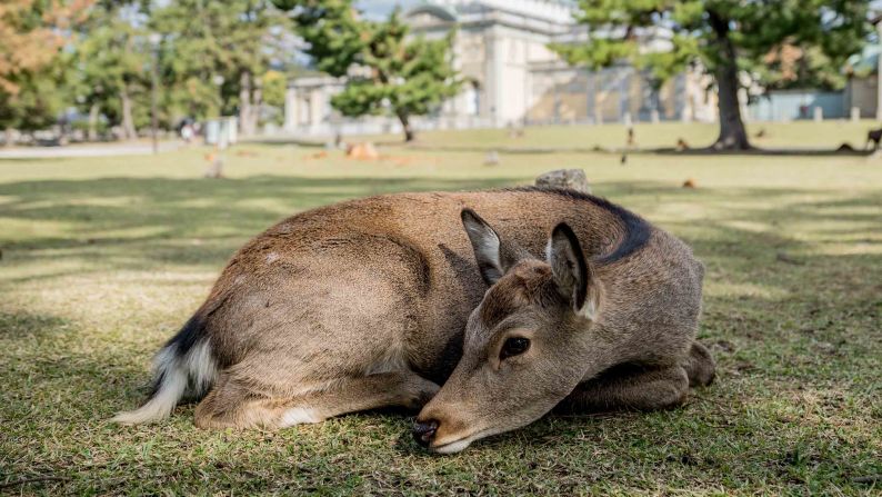 <strong>Home sweet home:</strong> The deer are nearly always impressively tame and welcoming to visitors, who are just that — visitors in the deer's abode.