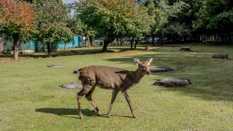 <strong>Rare opportunity: </strong>How often does one get the chance to hang with dozens of roaming animals in an unenclosed space?