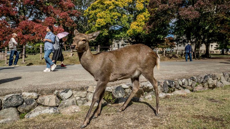 <strong>Trip highlight:</strong> The deer are generally peaceful, and their impressive bows are a delightful sight to behold.