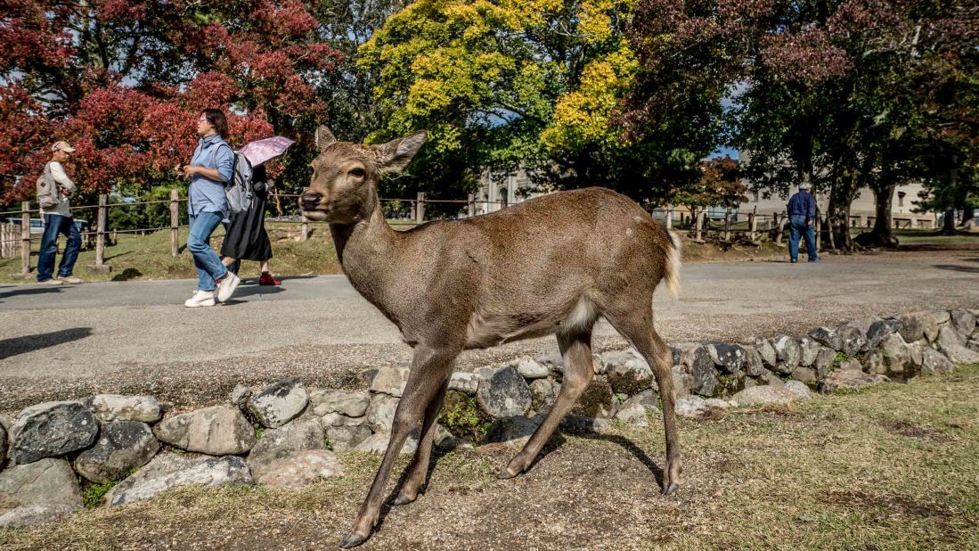 <strong>Trip highlight:</strong> The deer are generally peaceful, and their impressive bows are a delightful sight to behold.