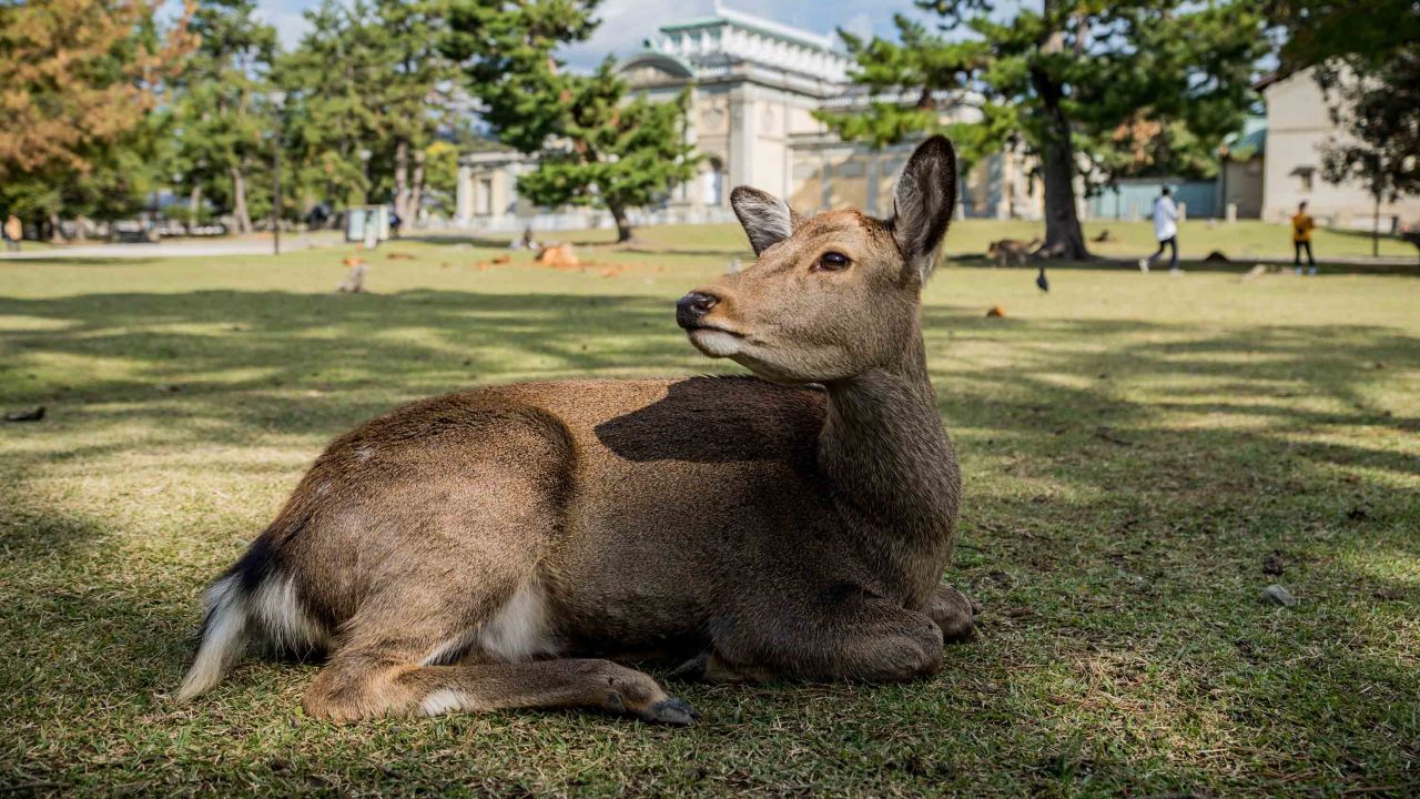 The deer, wild and out in the open in the park, have grown accustomed to being fed by tourists, most of whom trek to Nara for this very reason. 