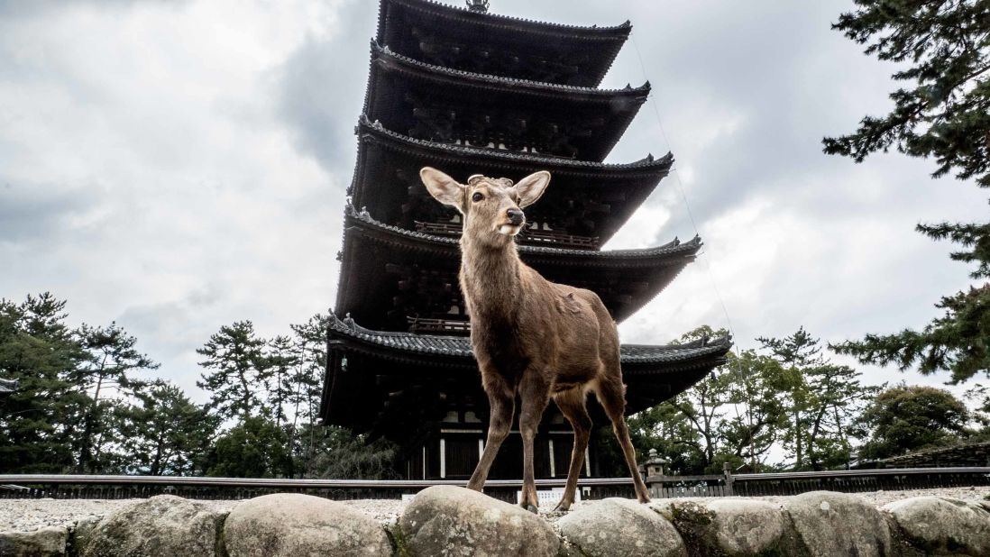 <strong>Nara Deer Park:</strong> Established in 1880, this is one of the oldest parks in Japan. Located in the city of Nara, it sits at the foot of Mount Wakakusa. 