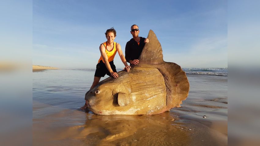 Giant sunfish washes up on the murray river, Australia. CREDIT: Linette Grzelak/facebook