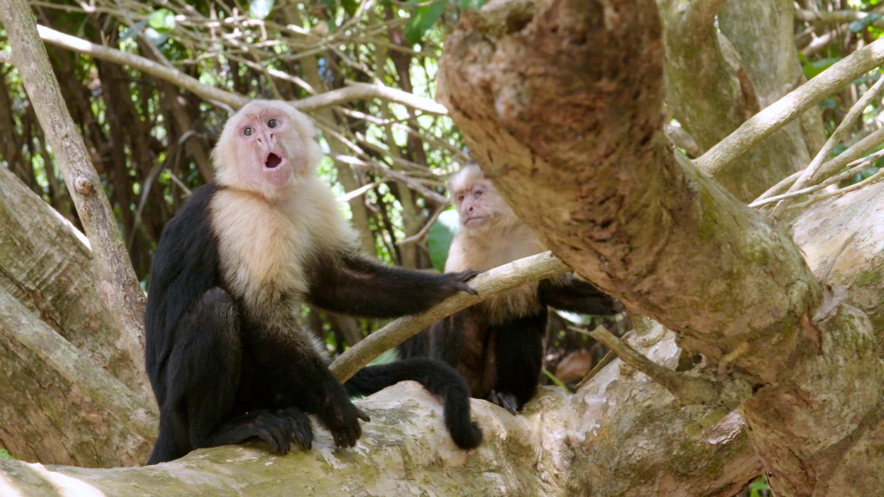 Costa Rica's Manuel Antonio National Park is teeming with wildlife.