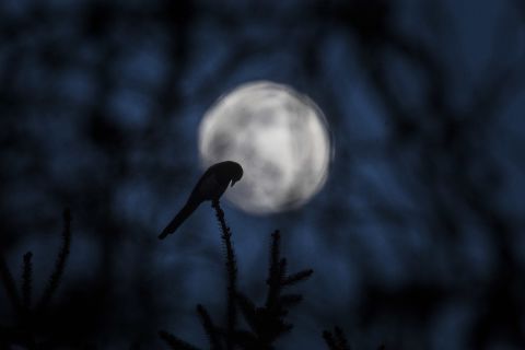The silhouette of a bird is pictured in front of the rising moon on March 19 in Berlin, Germany.
