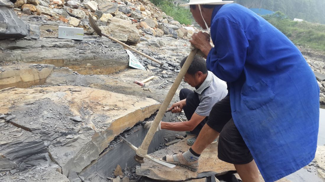 Researchers discovered unknown species at the Qingjiang fossil site on the bank of the Danshui River, near its junction with the Qingjiang River in Hubei Province, China.