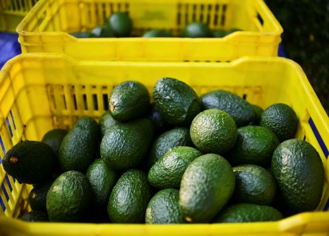Avocados: It takes an average 2,000 liters of water to grow just one kg of avocados, four times the amount needed to produce the same amount of oranges or a kilogram of tomatoes, according to the WFN. <br />