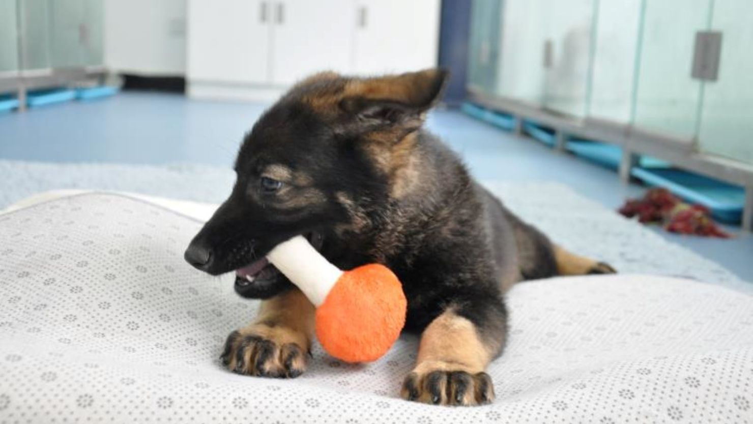 China's first cloned police dog 