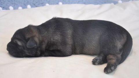 Kunxun, China's first cloned police dog in training, was born December 2018 