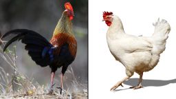 Chickens, right, descend from birds like the red junglefowl.