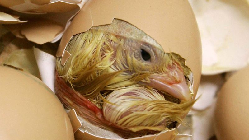 Bird flu is not a direct threat to humans, experts say, but they’re watching the virus closely
