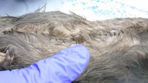 Prison guards noticed that the rats had been stitched up.