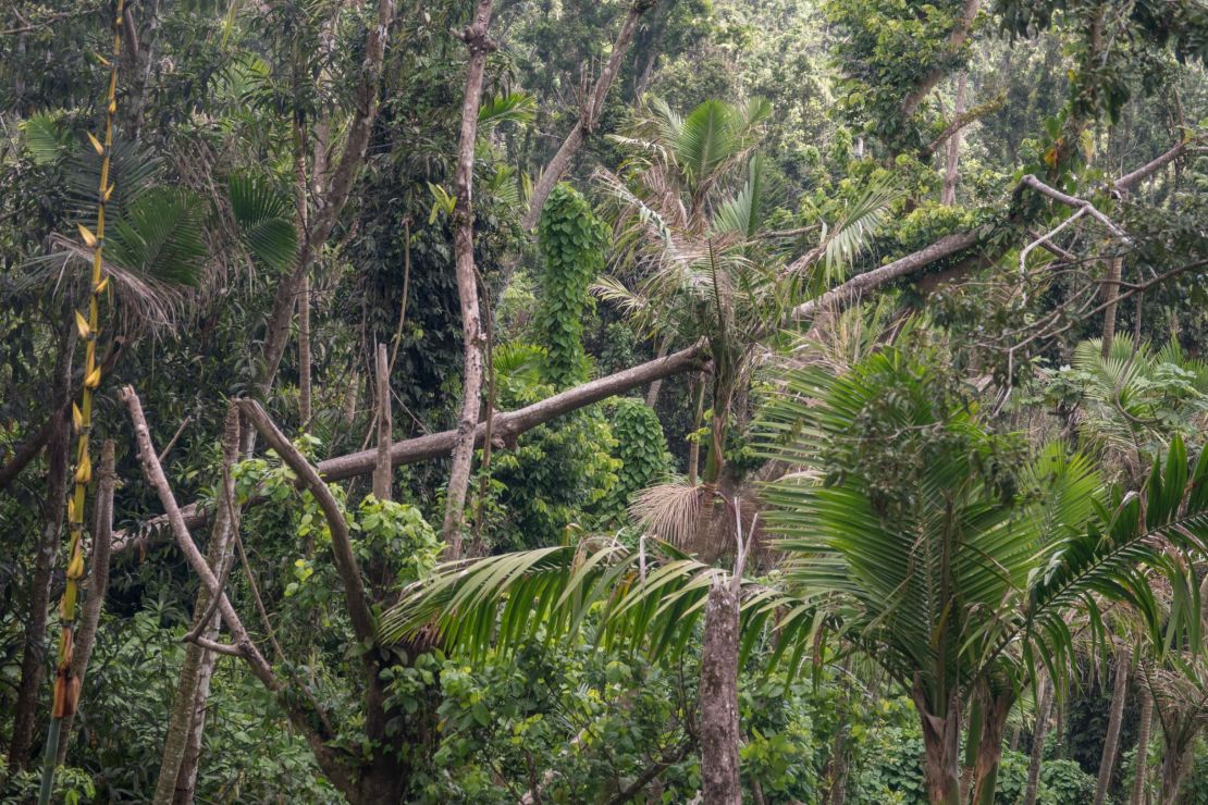 The El Yunque Rain Forest on September 19, 2018 in Rio Grande, Puerto Rico, a year after Hurricane Maria.