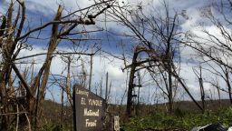 The entrance of the closed El Yunque National Forest affected by the passing of Hurricane Maria is seen in Luquillo, Puerto Rico on October 4, 2017.
US President Donald Trump on asked Congress for a bumper $29 billion package of emergency relief after Hurricane Maria slammed into Puerto Rico. Hurricane Maria not only destroyed Puerto Rico's infrastructure, it also wreaked havoc on the environment, disrupting the island's entire ecosystem. But life has been thrown into turmoil for birds, insects and other organisms that depend on leaves and flowers for food and shelter. They struggle to find food and places to hide.  / AFP PHOTO / Ricardo ARDUENGO        (Photo credit should read RICARDO ARDUENGO/AFP/Getty Images)