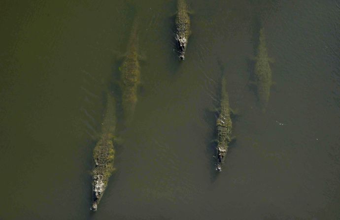 <strong>Squad goals:</strong> The American crocodile is primarily found in South and Central America but has been spotted as far north as Florida.