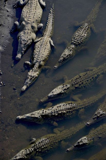 <strong>Crocodile rock: </strong>The crocs who live here can reach up to 7 meters (23 feet) long.