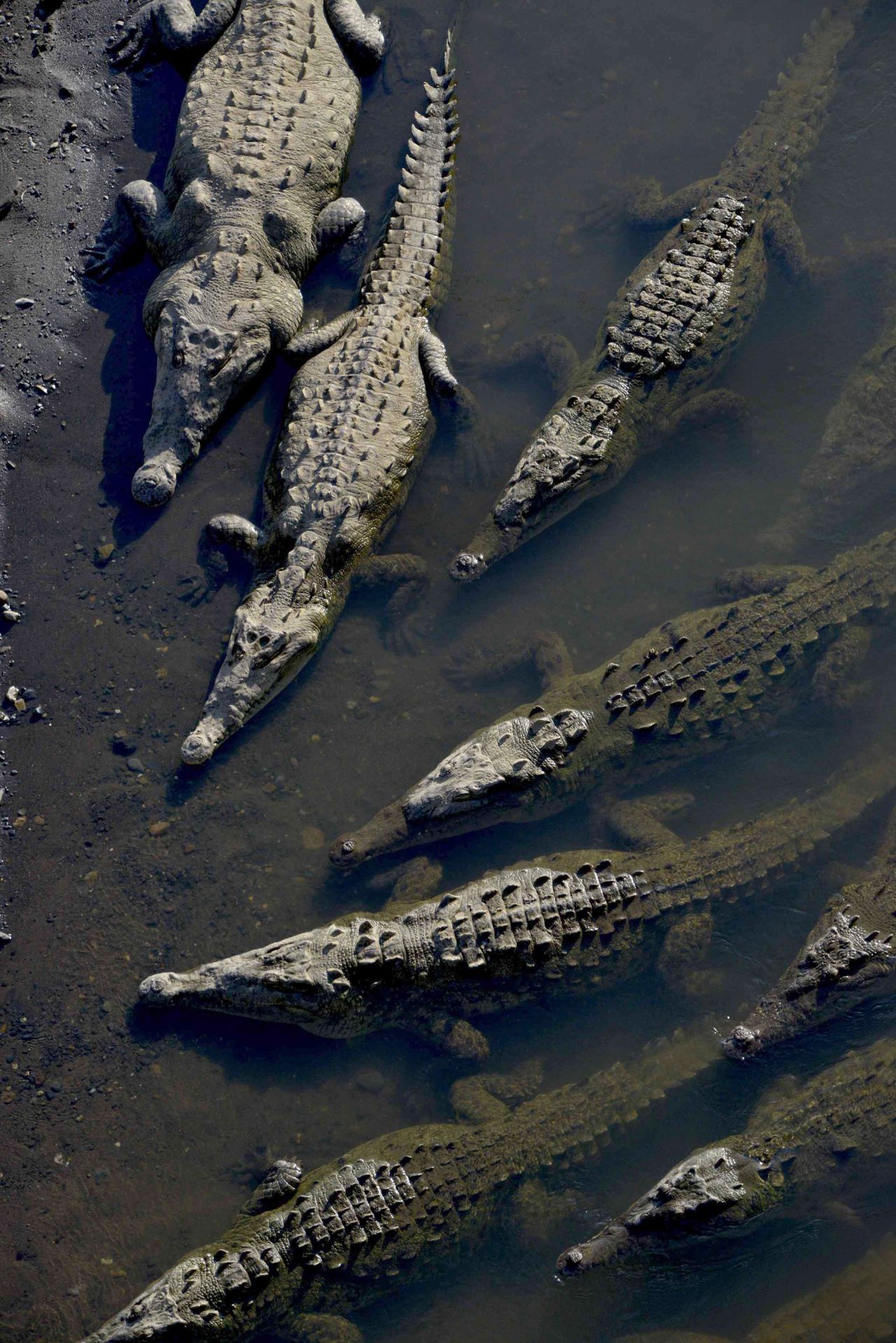 <strong>Crocodile rock: </strong>The crocs who live here can reach up to 7 meters (23 feet) long.