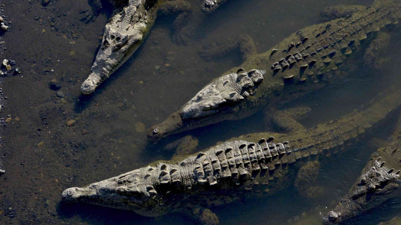Crocodiles gather on the banks of the Río Grande in Tarcoles.