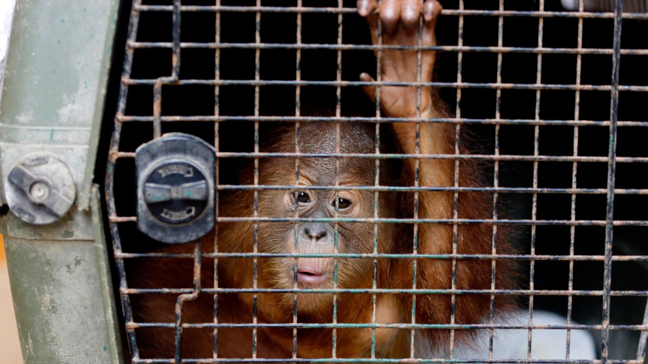 A two-year-old male orangutan is kept in a cage during a press conference in Bali, Indonesia Monday.