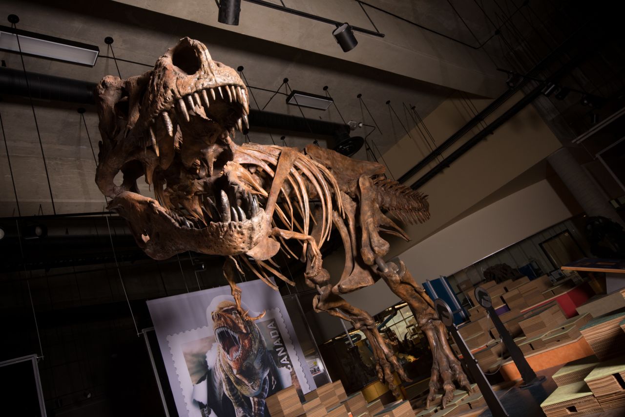 The towering and battle-scarred "Scotty" is the world's largest Tyrannosaurus rex and the largest dinosaur skeleton ever found in Canada.