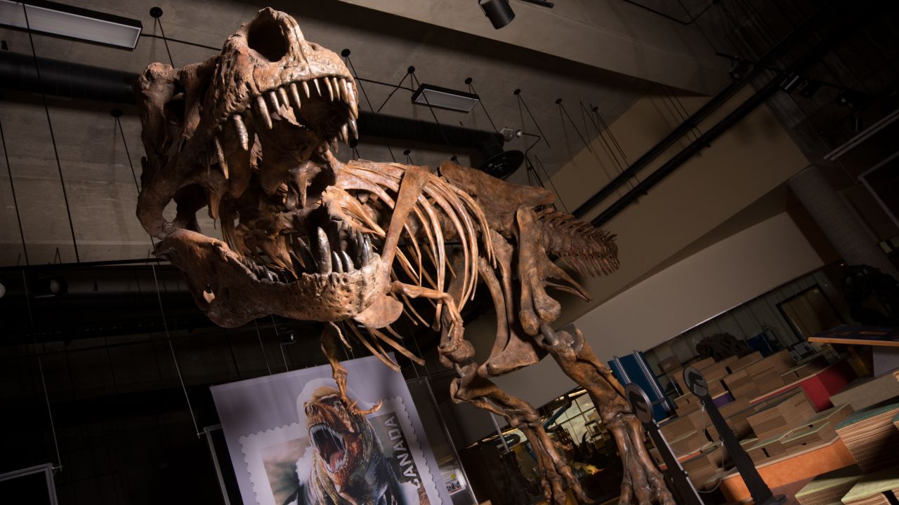 Here's Scotty, the biggest and baddest T. rex ever found.