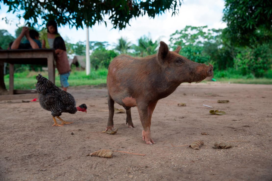 The Tsimane get most of their calories from carbs, not meat, because in the Amazon, farmed food is more certain, especially during a poor hunting season.