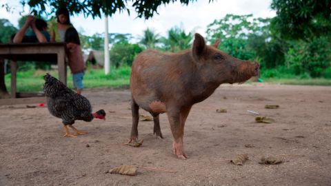 The Tsimane get most of their calories from carbs, not meat, because in the Amazon, farmed food is more certain, especially during a poor hunting season.