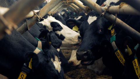Cows are equipped with 5G-connected collars that monitor their health and habits