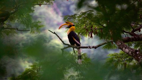 A Great Hornbill in India in 'Our Planet'