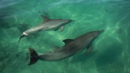 Dolphins in Shark Bay