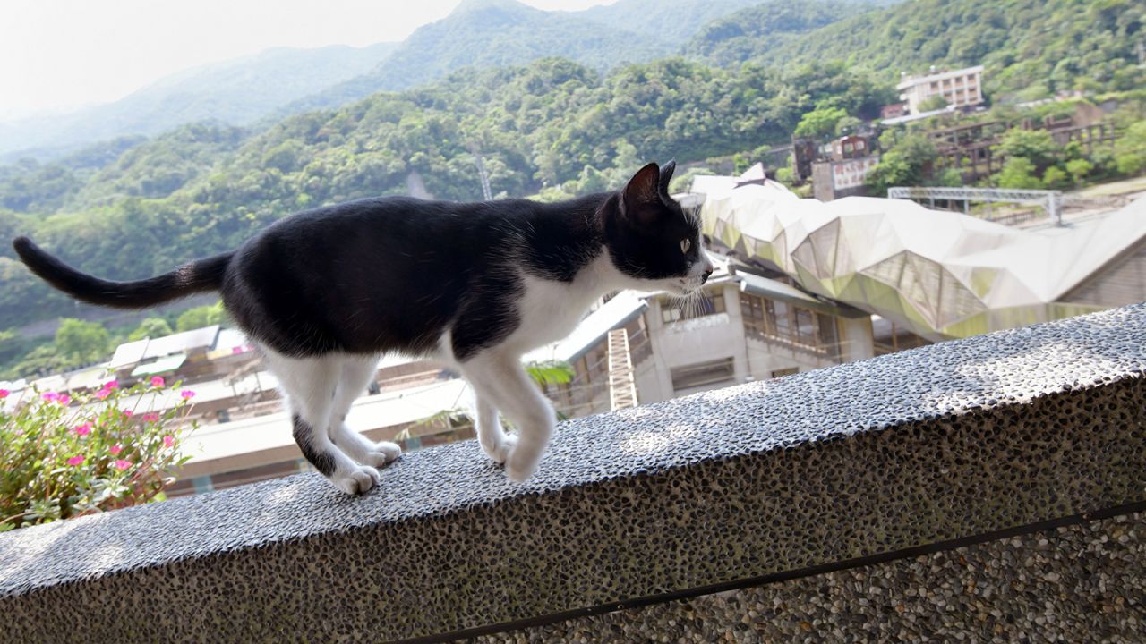 Stray cats have helped revive Houtong, a sleepy former mining village.