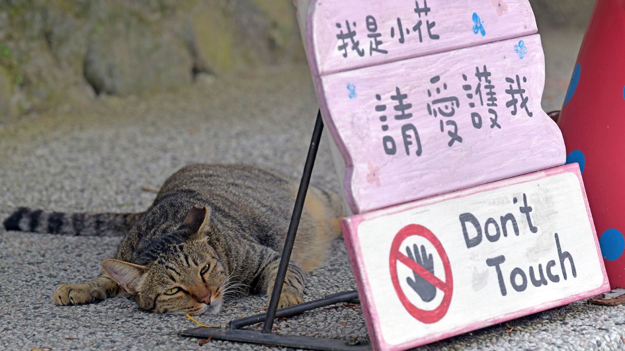 The stray cats, taken care of by locals and volunteers, have been given affectionate nicknames. This is Xiaohua (or Little Flower).