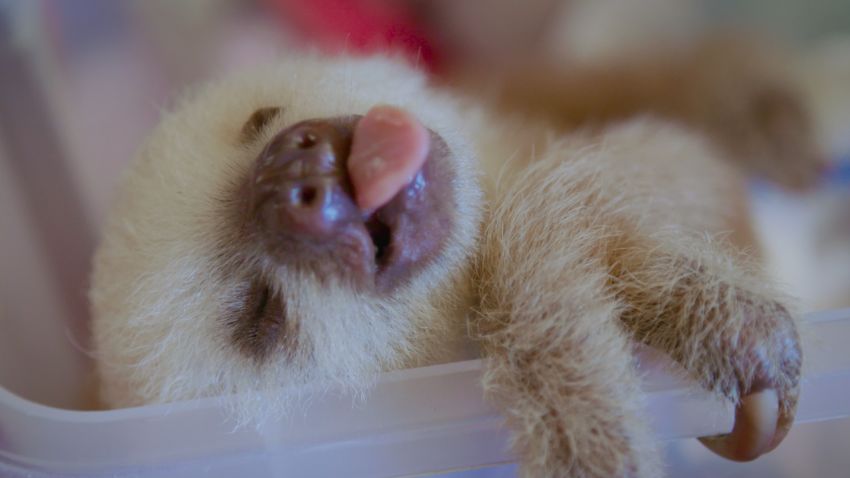 baby sloth 01