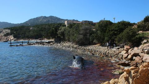 The dead animal was found in waters off the Sardinian tourist hotspot of Porto Cervo.