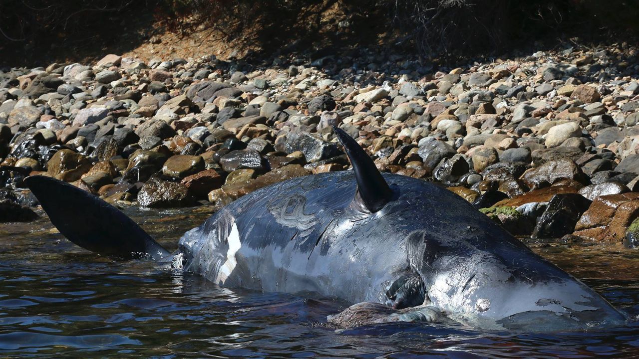 The sperm whale was found washed up on the Italian island of Sardinia.
