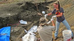 This handout photo obtained March 30, 2019 courtesy by the University of Kansas shows Robert DePalma (L) and field assistant Kylie Ruble (R) excavate fossil carcasses from the Tanis deposit. - Scientists in the US say they have discovered the fossilized remains of a mass of creatures that died minutes after a huge asteroid slammed into the Earth 66 million years ago, sealing the fate of the dinosaurs. In a paper to be published April 1, 2019, a team of Kansas University paleontologists say they found a "mother lode of exquisitely preserved animal and fish fossils" in what is now North Dakota. The asteroid's impact in what is now Mexico was the most cataclysmic event ever known to befall Earth, eradicating 75 percent of the planet's animal and plant species, extinguishing the dinosaurs and paving the way for the rise of humans.