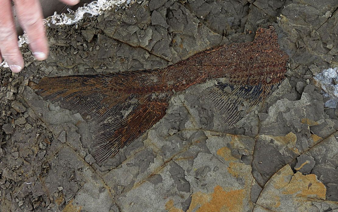 A 66-million-year-old fish fossil uncovered by paleontologists from the University of Kansas and University of Manchester