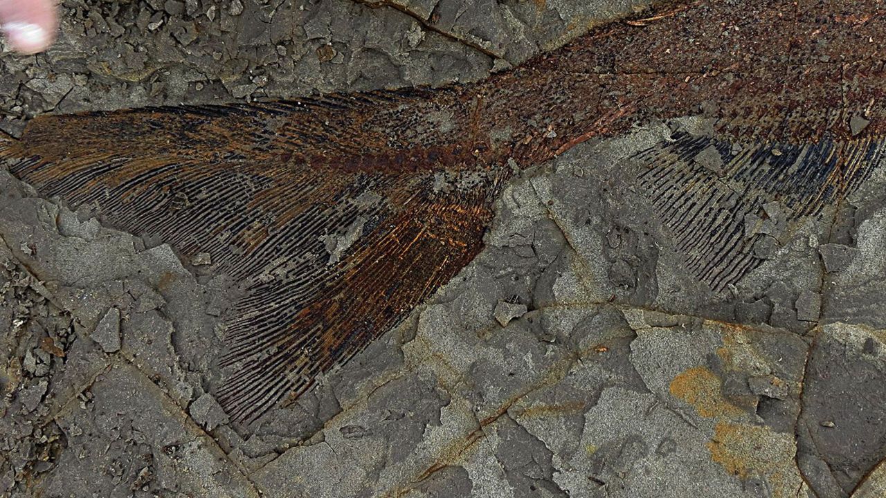 A 66-million-year-old fish fossil uncovered by paleontologists from the University of Kansas and University of Manchester