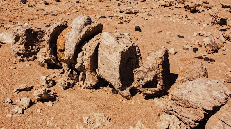 <strong>Roy Chapman Andrews Centennial Expedition: </strong>The expedition was named after American naturalist Roy Chapman Andrews, who came across a nest of dinosaur eggs in the Gobi Desert over a century ago.