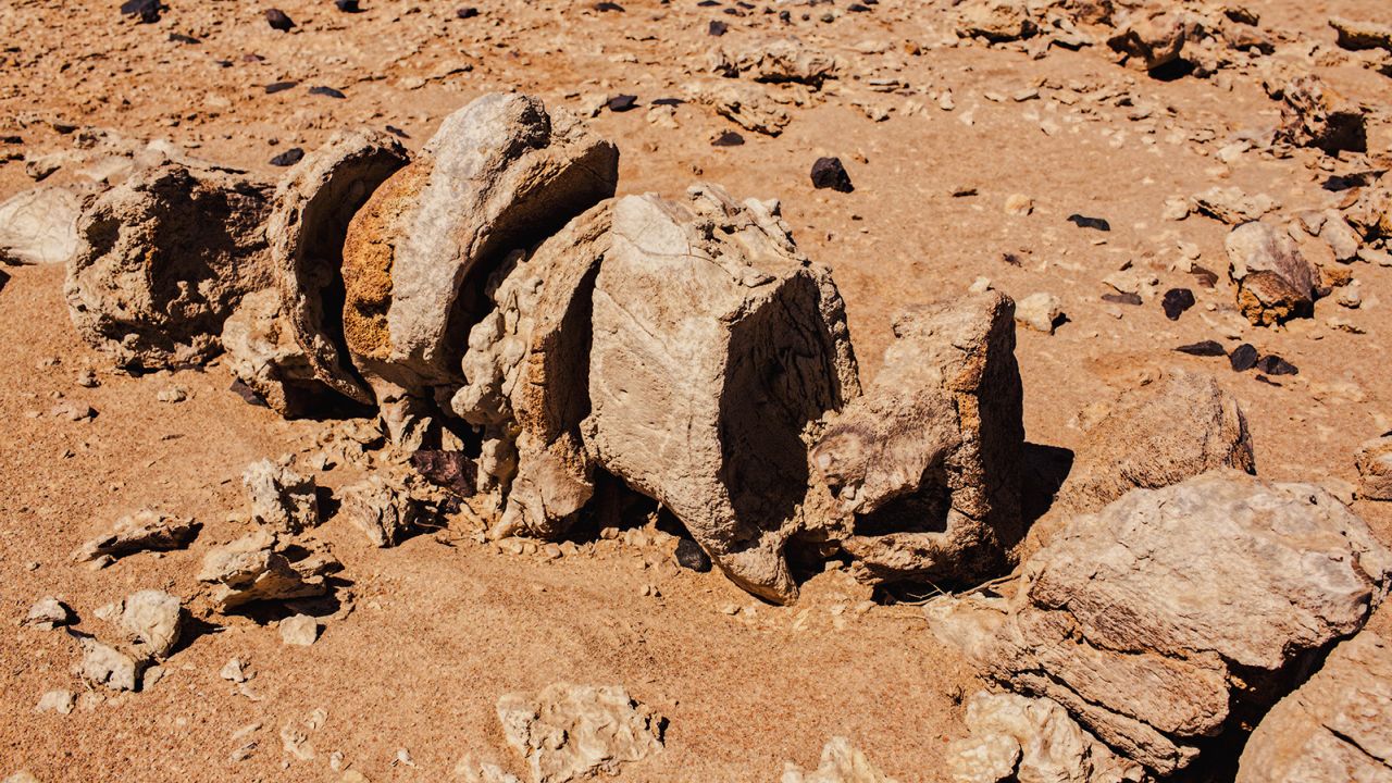 During the recent Gobi Desert expedition, the group excavated 250 new dinosaur fossil sites.
