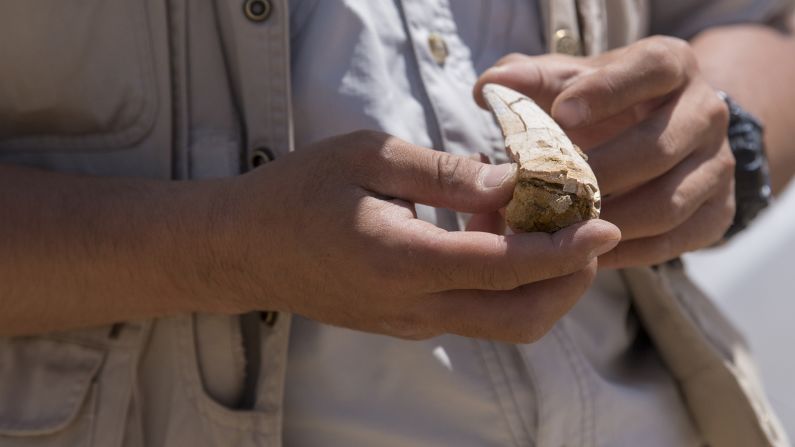 <strong>A great success: </strong>On the 20-day Roy Chapman Andrews Centennial Expedition, the 35-person team found potential evidence of at least three previously unknown dinosaur species and excavated 250 new dinosaur fossil sites.