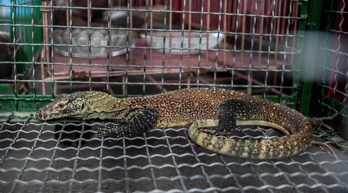 This juvenile komodo dragon was seized by authorities during a March anti-smuggling operation in Indonesia. 