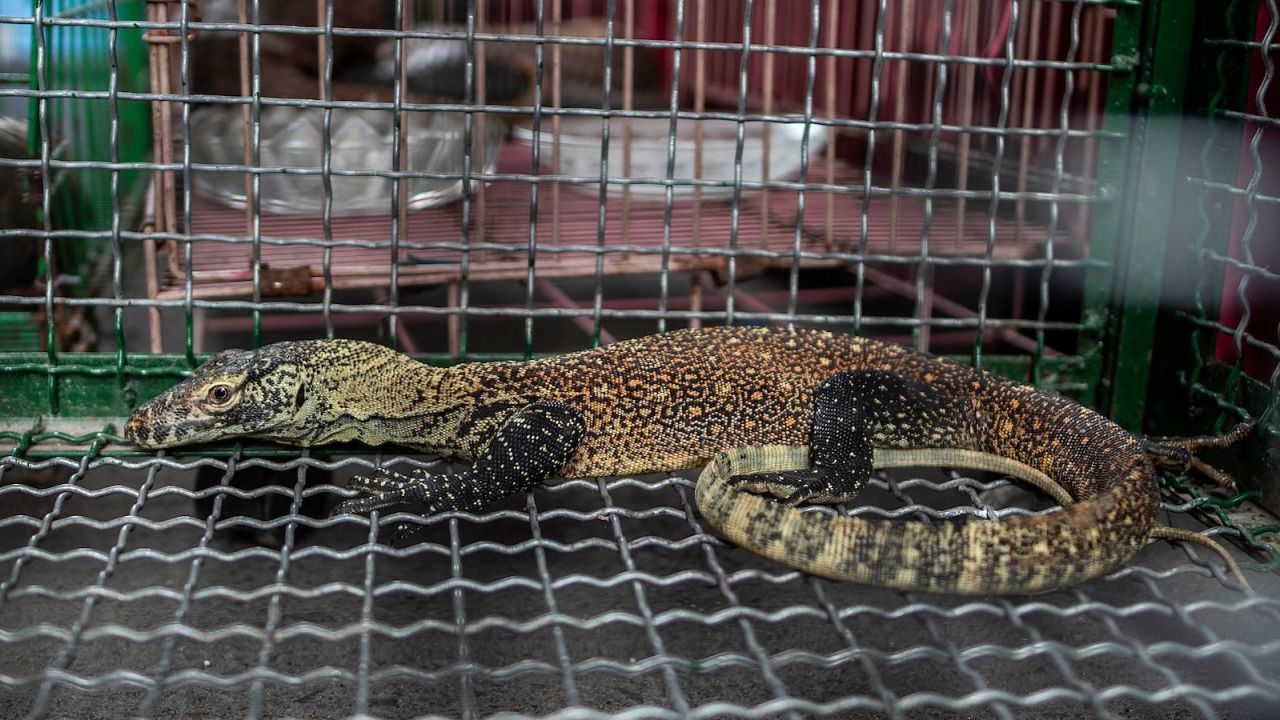 This juvenile komodo dragon was seized by authorities during a March anti-smuggling operation in Indonesia.