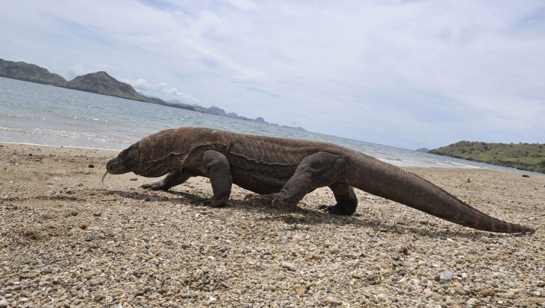 A Komodo dragon on the beach.    