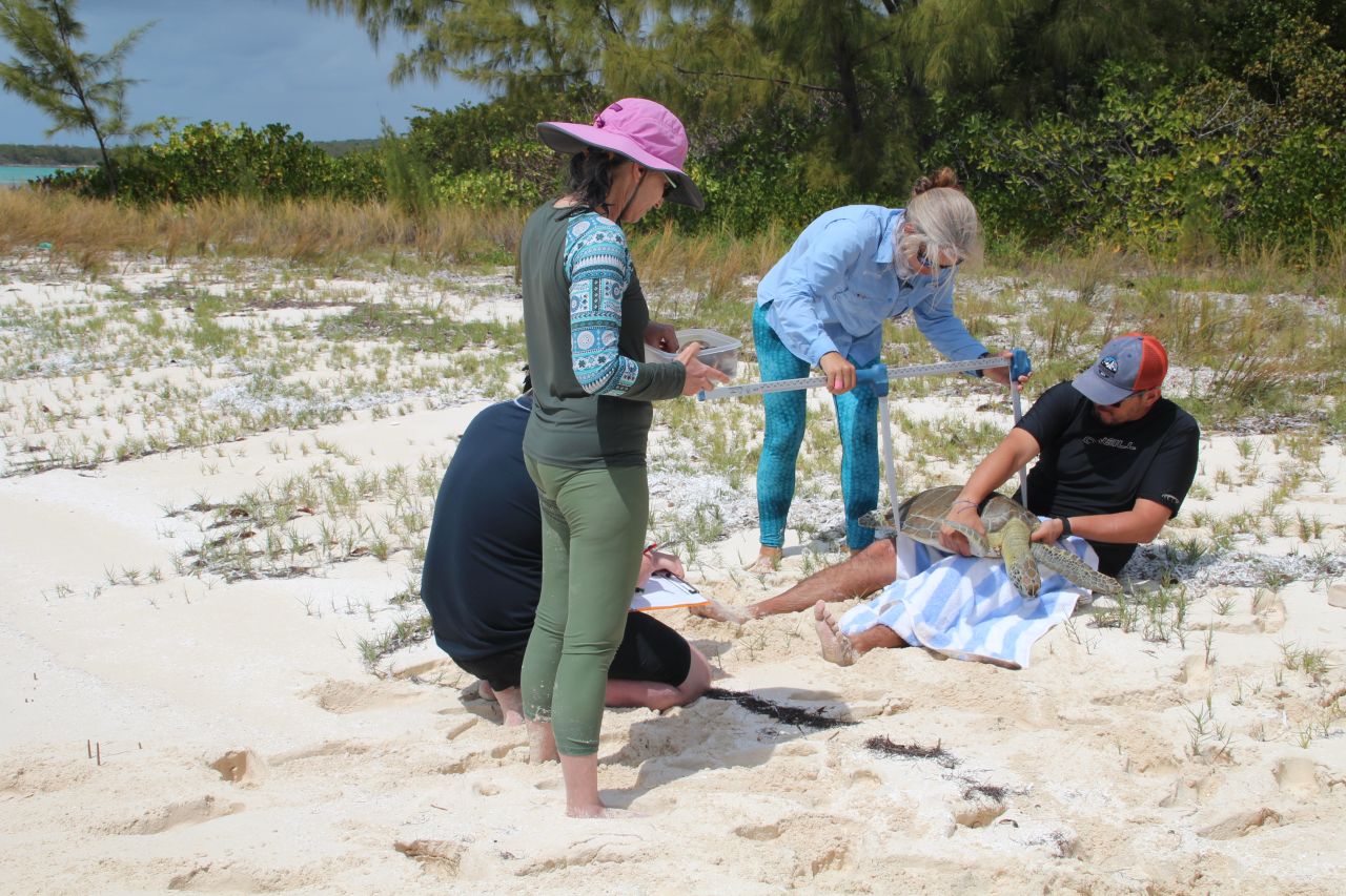 Scientist Annabelle Brooks and Earthwatch volunteers collect green sea turtle data.